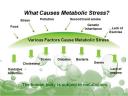 Causes of Metabolic Stress